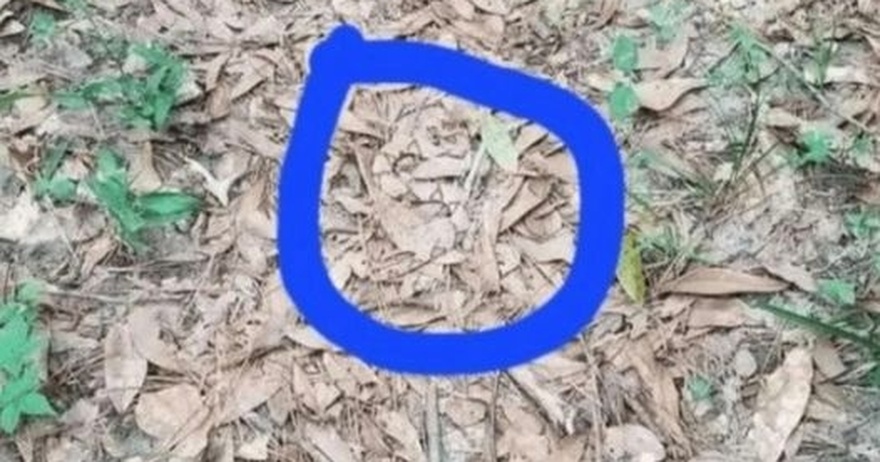 If you see leaves that look like this while out walking, you had better know what it could mean