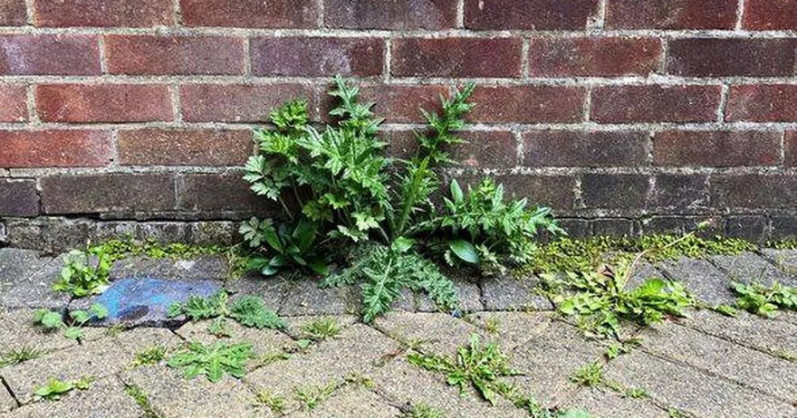 Kitchen staple every home has could get rid of your patio weeds for good