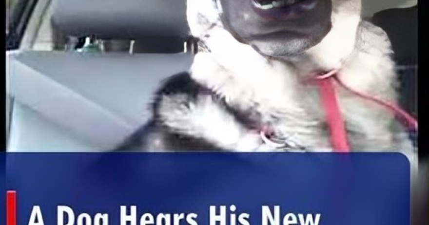 A Dog Hears His New Favorite Song on The Radio. How He Responds? You’ve Got to See This!