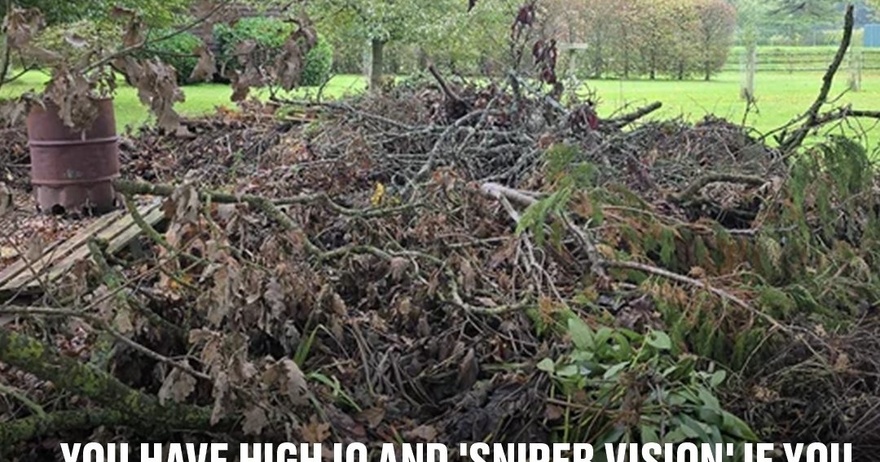 You have high IQ and ‘sniper vision’ if you can spot hidden dog in this image