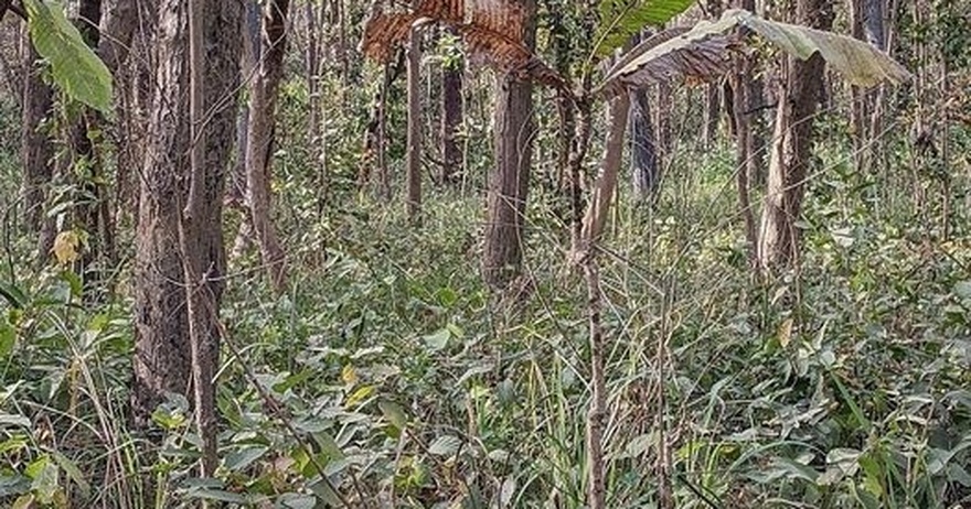 You Have A High IQ If You Can Spot Hidden Tiger In Jungle Photo In Just 12 Seconds