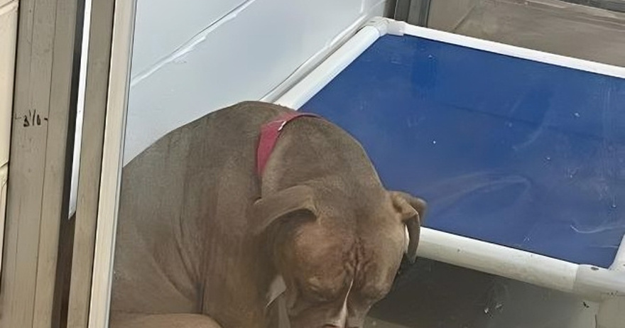 Heartbreaking photo shows shelter pit bull “losing hope” after adoptions fall through — still looking for a home