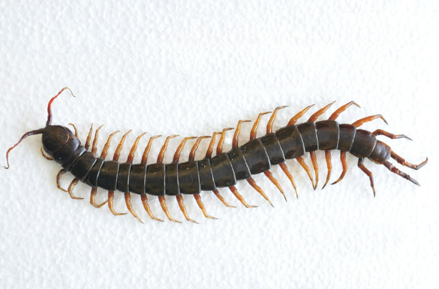 Never ever kill a house centipede again if you find inside your home