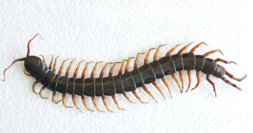 Never ever kill a house centipede again if you find inside your home