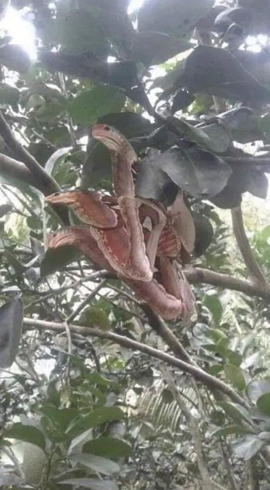 Angry-looking ‘snakes’ spotted lurking in tree, but everything is not as it seemed