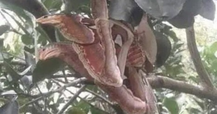 Angry-looking ‘snakes’ spotted lurking in tree, but everything is not as it seemed