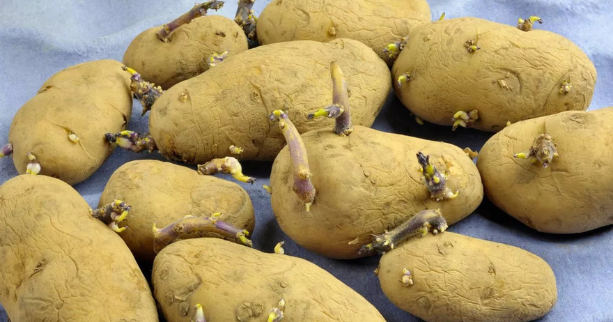 Potato storage hack keeps them fresh for weeks and ‘slows’ kitchen sprouting