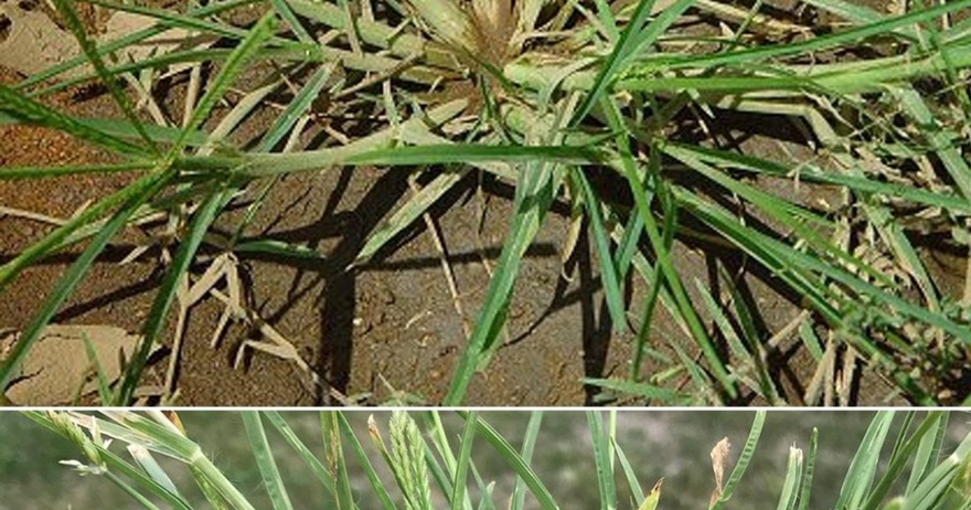 How Goose Grass Can Heal You: A Natural Remedy For Dozens Of Diseases