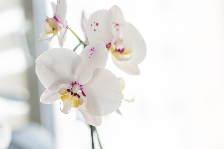 These Flowers Promise to Improve Your Mental Health and Bring Prosperity to Your Space