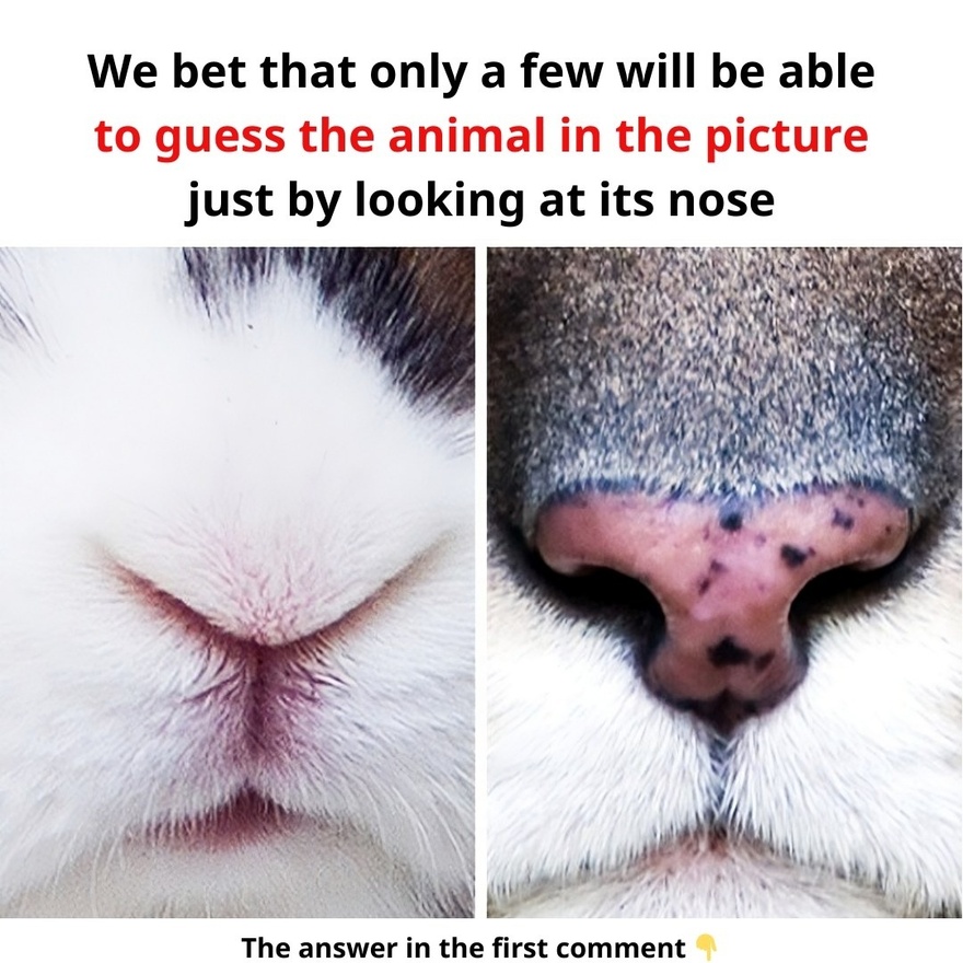 We bet that only a few will be able to guess the animal in the picture just by looking at its nose