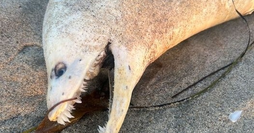 Grotesque Sea Creature Washes Ashore in Southern California