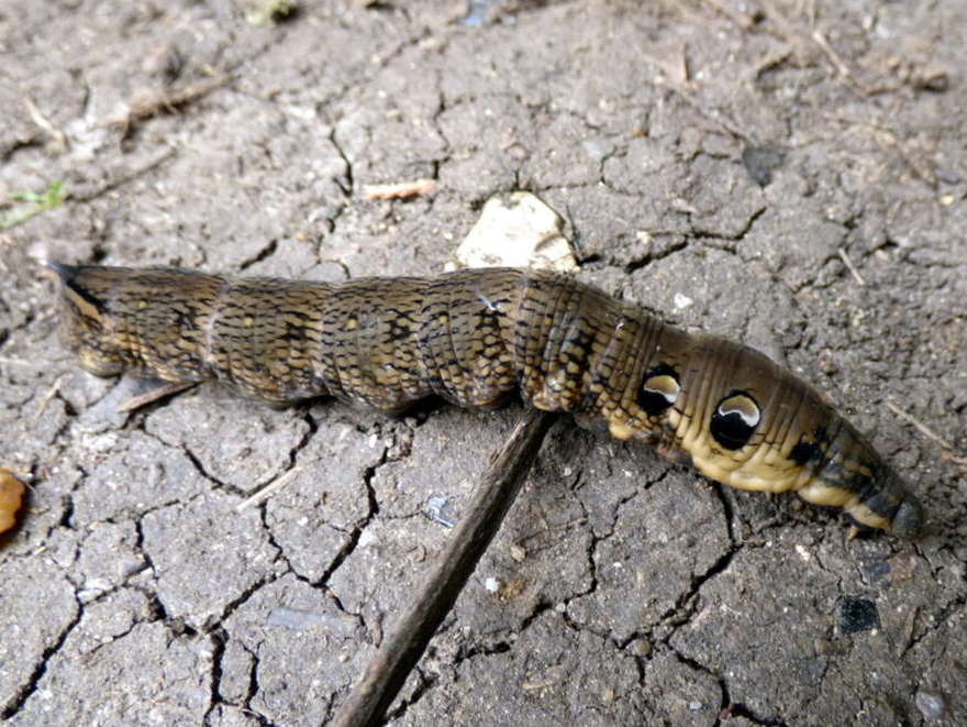 Woman discovers strange snake-like creature in her back garden