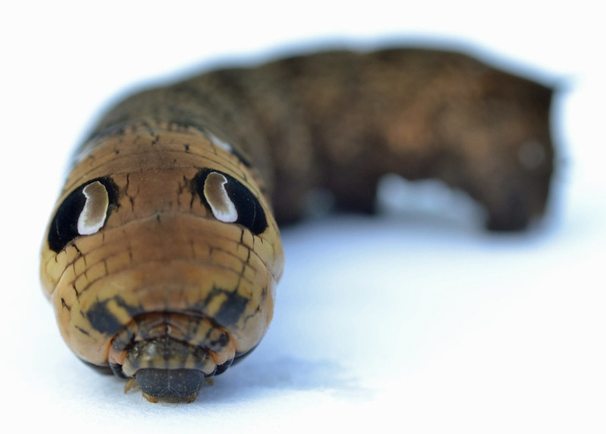 Woman discovers strange snake-like creature in her back garden