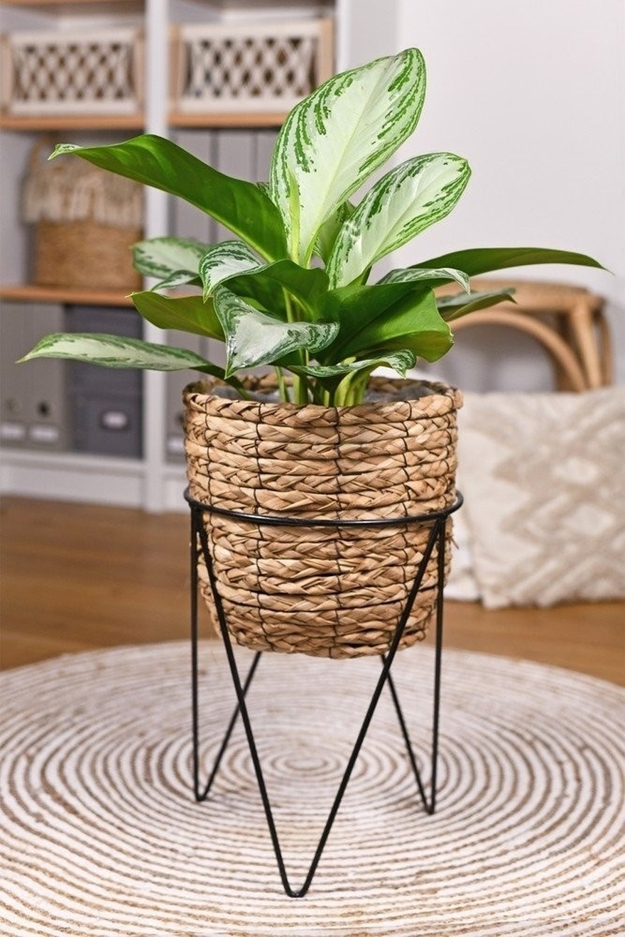 Beat the Heat: 4 Houseplants That Will Keep Your Home Cool