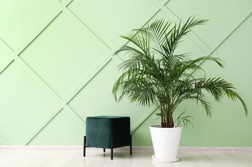 Beat the Heat: 4 Houseplants That Will Keep Your Home Cool