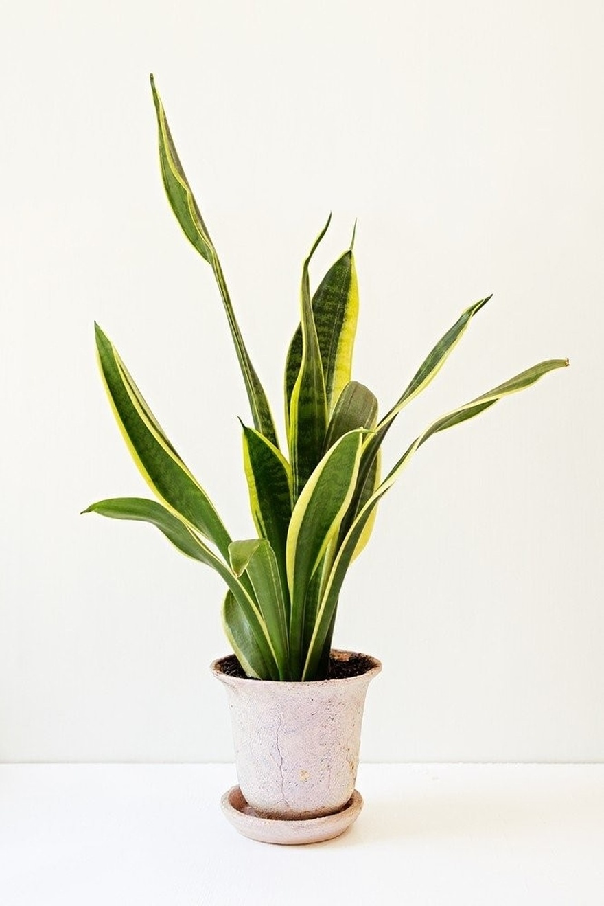 Beat the Heat: 4 Houseplants That Will Keep Your Home Cool