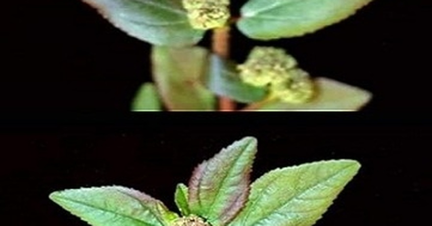 The Plant You See in the Picture Is One of the Most Miraculous Plants in the World