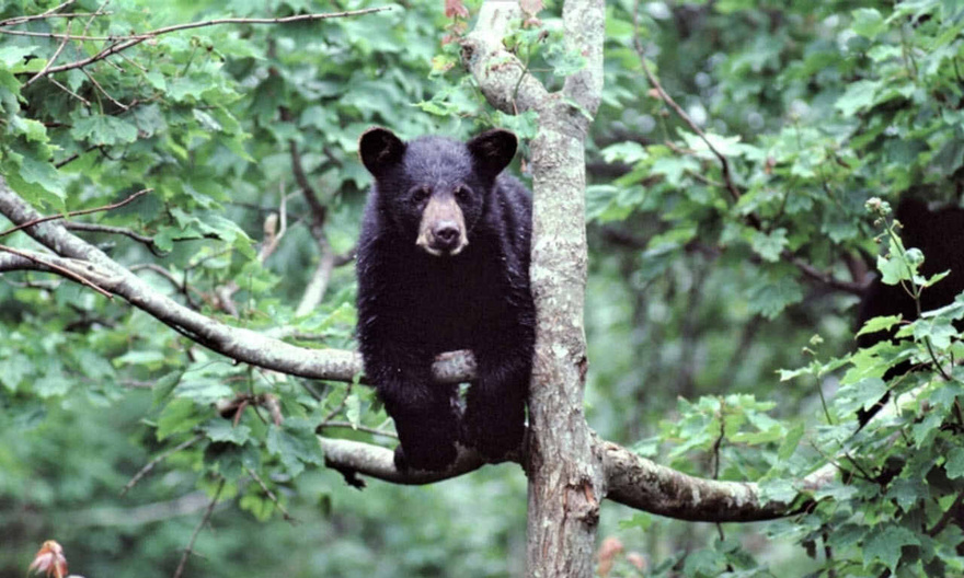 Hunter Dies After A Bear He Shot In A Tree Falls On Him.