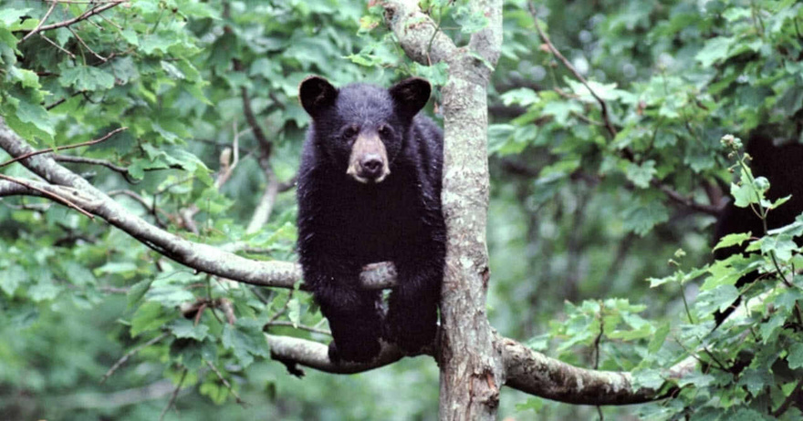 Hunter Dies After A Bear He Shot In A Tree Falls On Him.