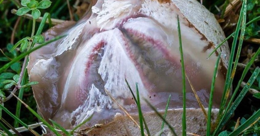 The boy found a broken egg in the yard. After a few seconds, everyone gasped at what they saw… Oh My God!