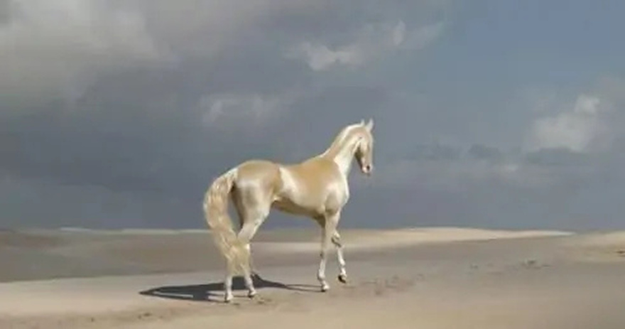 Meet “the world’s most beautiful” horse, which has a golden look.