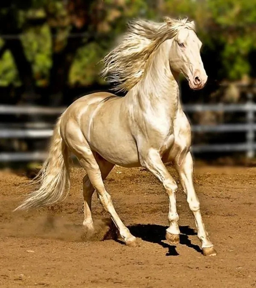 Meet “the world’s most beautiful” horse, which has a golden look.