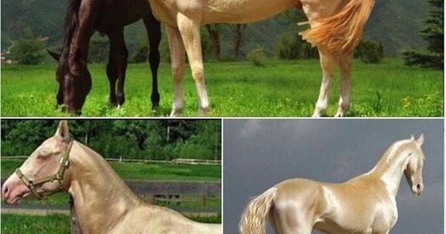 Meet “the world’s most beautiful” horse, which has a golden look.