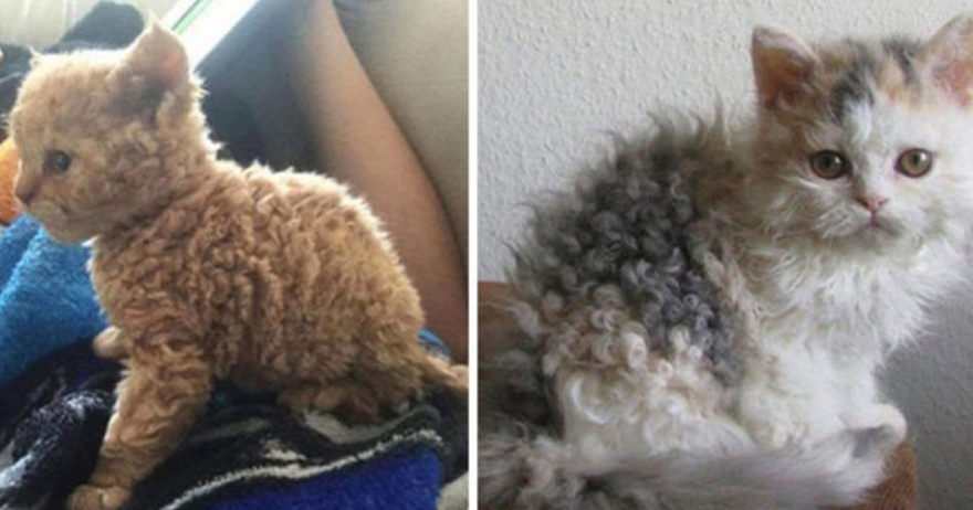 Poodle Cats: Yes, They’re a Thing