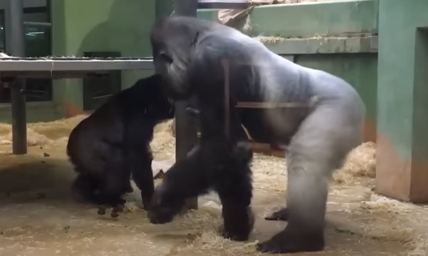 Parents Are Horrified When 2 Gorillas Get Busy In Front Of The Kids.