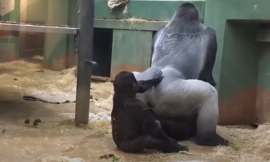 Parents Are Horrified When 2 Gorillas Get Busy In Front Of The Kids.