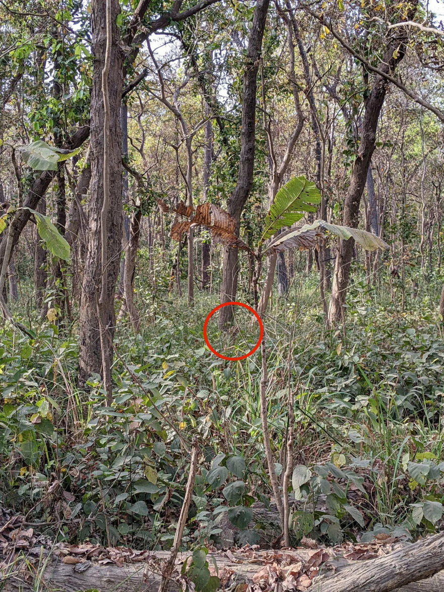 You Have A High IQ If You Can Spot Hidden Tiger In Jungle Photo In Just 12 Seconds