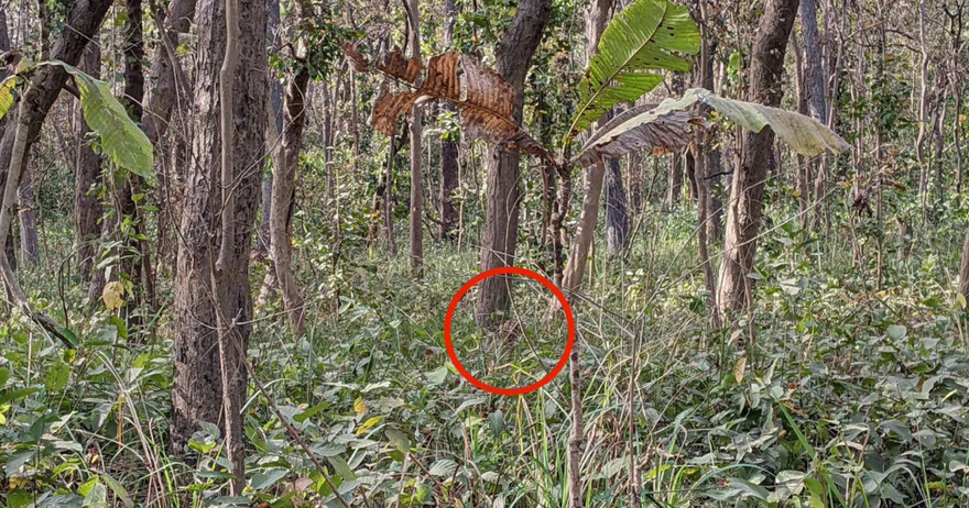 You Have A High IQ If You Can Spot Hidden Tiger In Jungle Photo In Just 12 Seconds