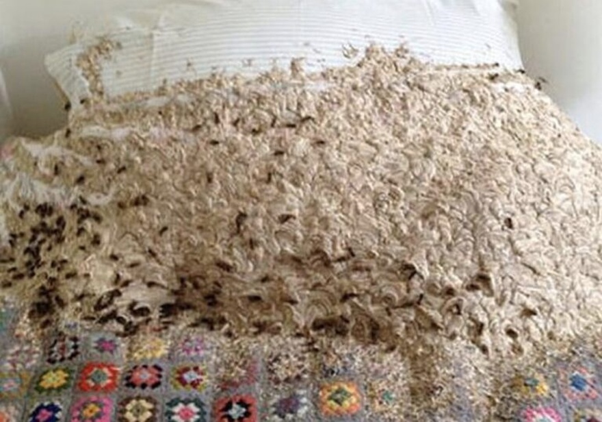 Enormous nest with 5,000 wasps found in woman’s spare room