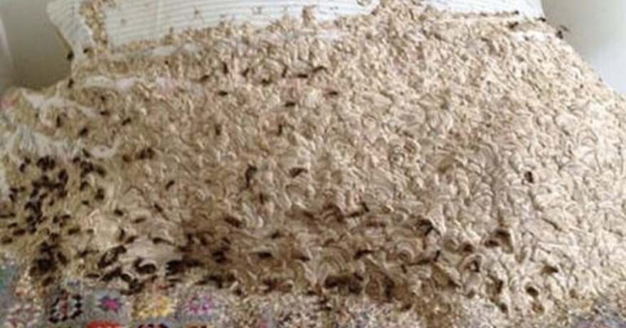 Enormous nest with 5,000 wasps found in woman’s spare room