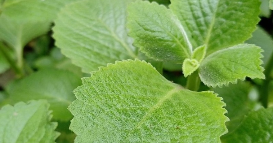 Place a leaf of this oregano on the fire and you will always thank me