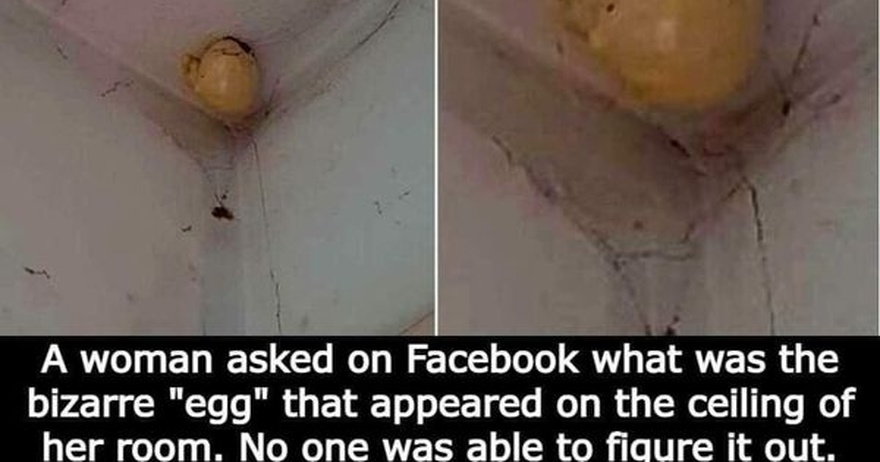 A woman asked on Facebook what was the bizarre “egg” that appeared on the ceiling of her room