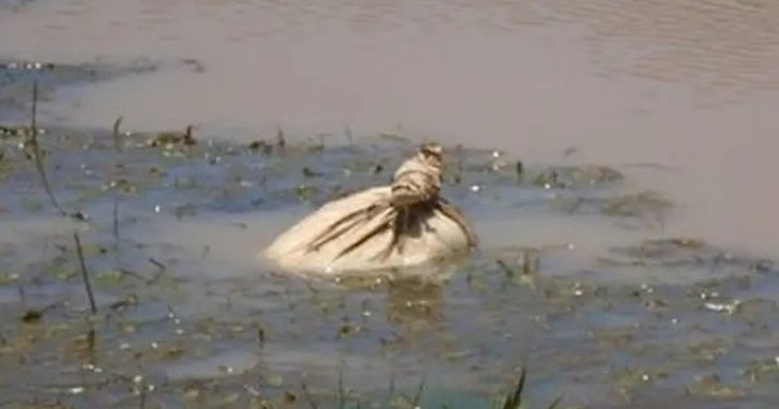 Kayakers find potato sack floating in river and hear a whimpering they cannot ignore