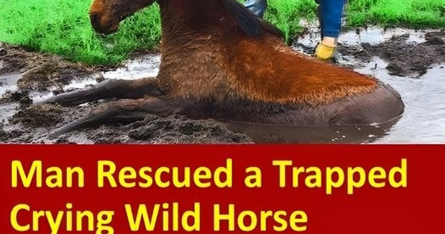 Man Rescued a Trapped Crying Wild Horse. How It Thanked Him is Unbelievable