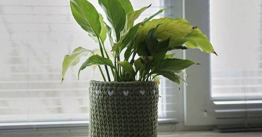 How to water ‘sensitive’ peace lilies correctly in winter to avoid root rot