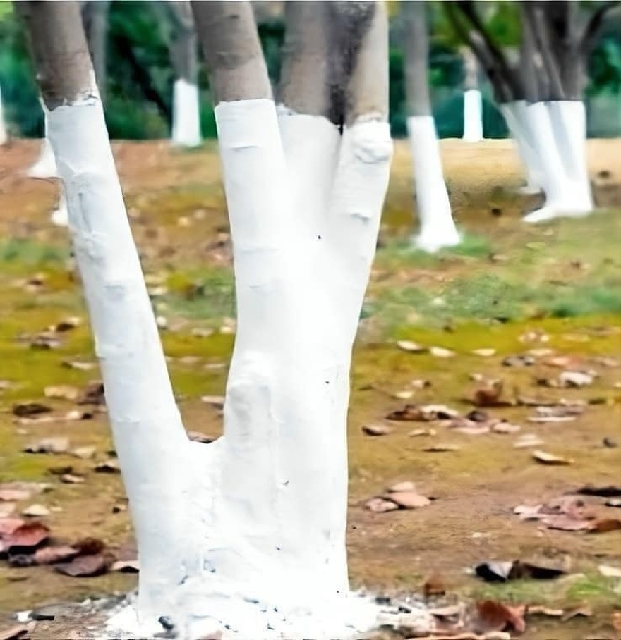 If you spot white-painted trees, you had better know what it means