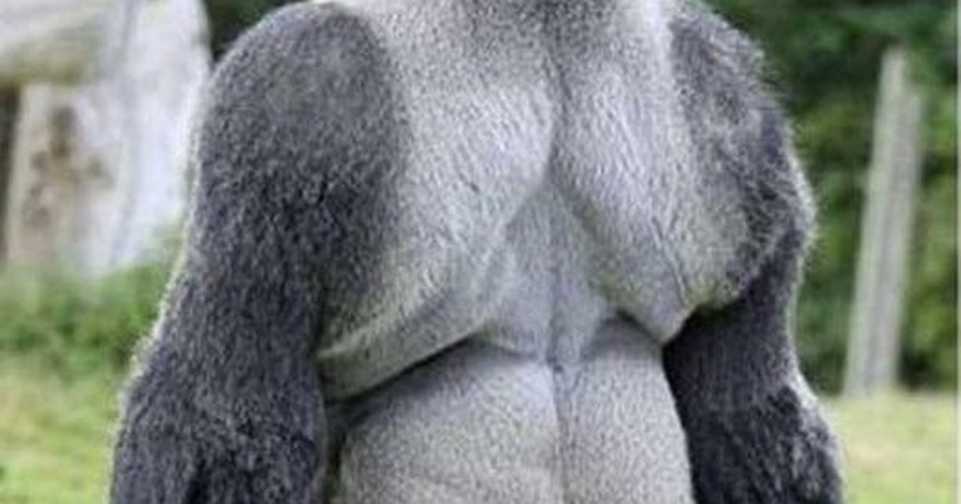 People Everywhere Are Loving This Gorilla. Just Wait Till He Turns Around And You Will Know Why.