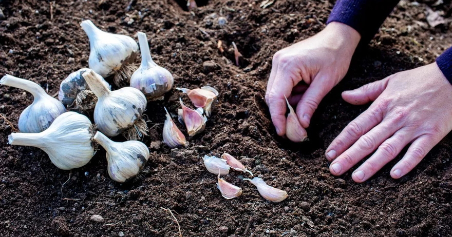 Gardening expert’s hacks using household items to protect your garden in winter