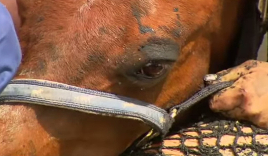 For 3 hours woman stays with trapped horse – then a farmer does everything he can to save its life