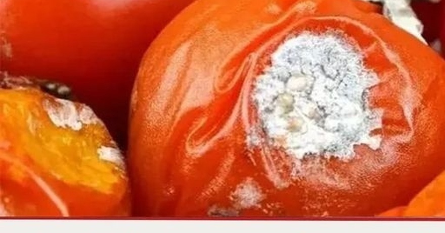 Don’t throw away damaged tomatoes: They have 4 useful uses thay will surprise everyone