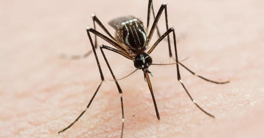 cientists on high alert against invading mosquitos with tropical viruses