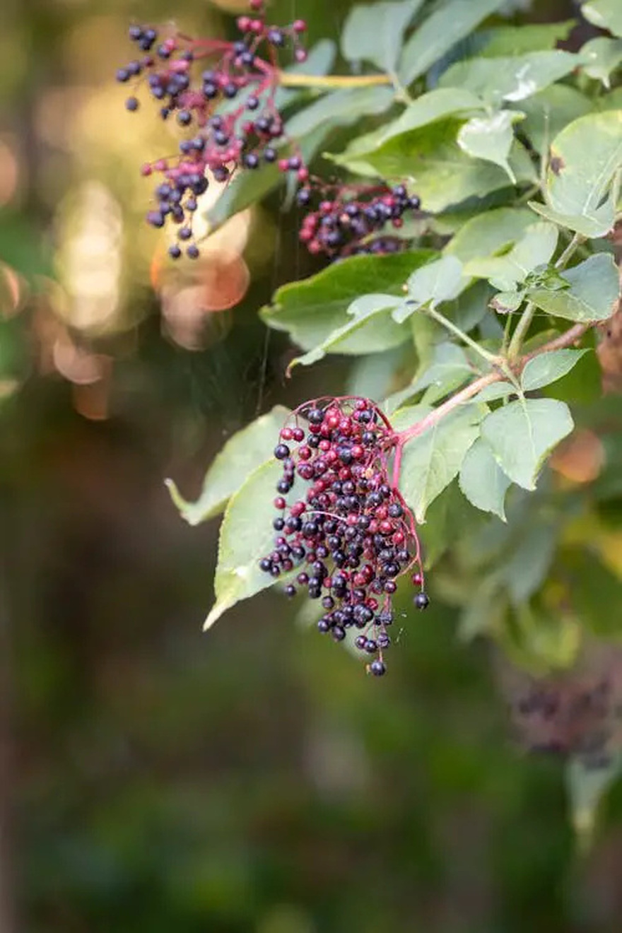 10 benefits of elderberries