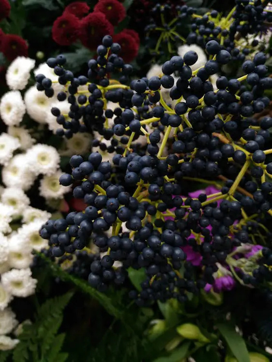 10 benefits of elderberries