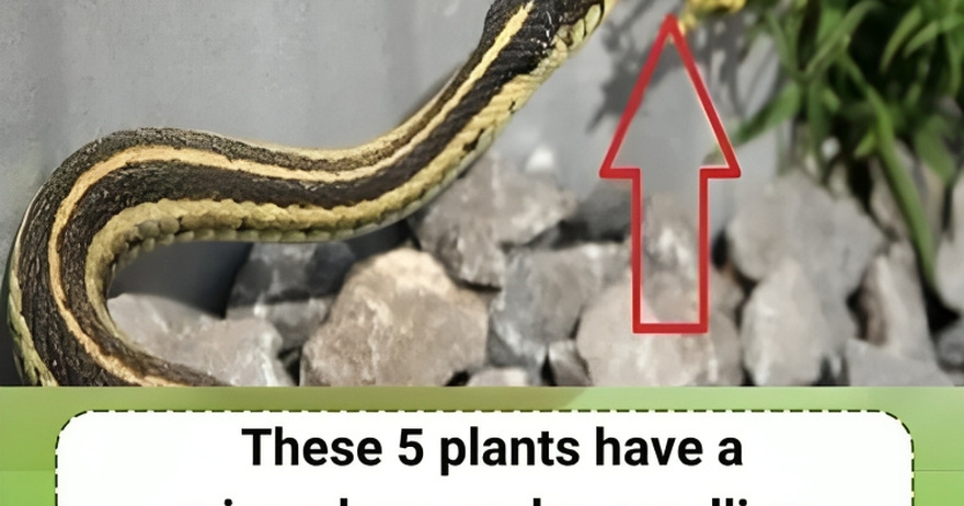 Replanting snake-repellent plants to protect your family.