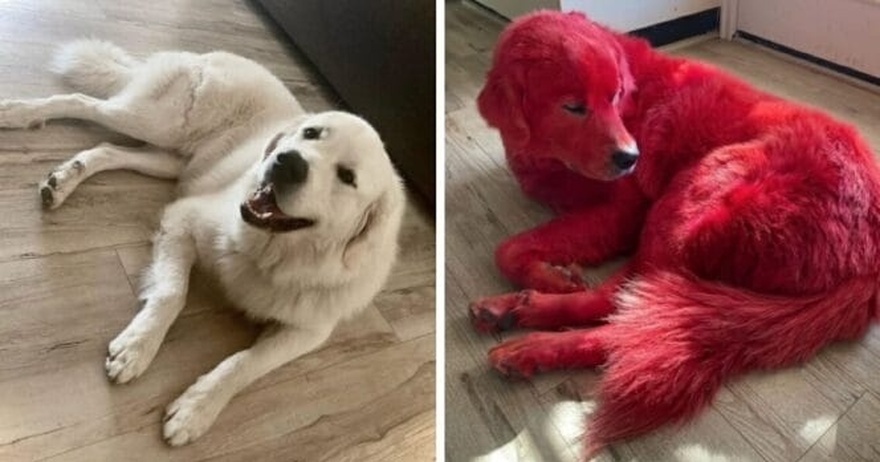 Woman dyes her Great Pyreneese dog bright red so he won’t get stolen