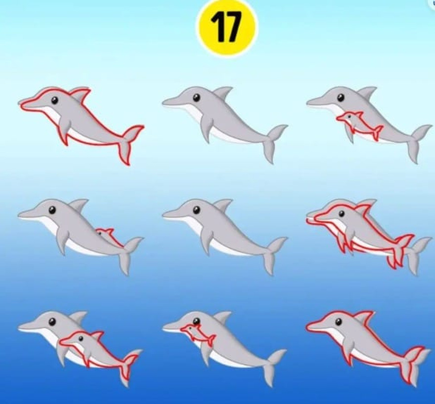 How many dolphins can you spot in the picture?